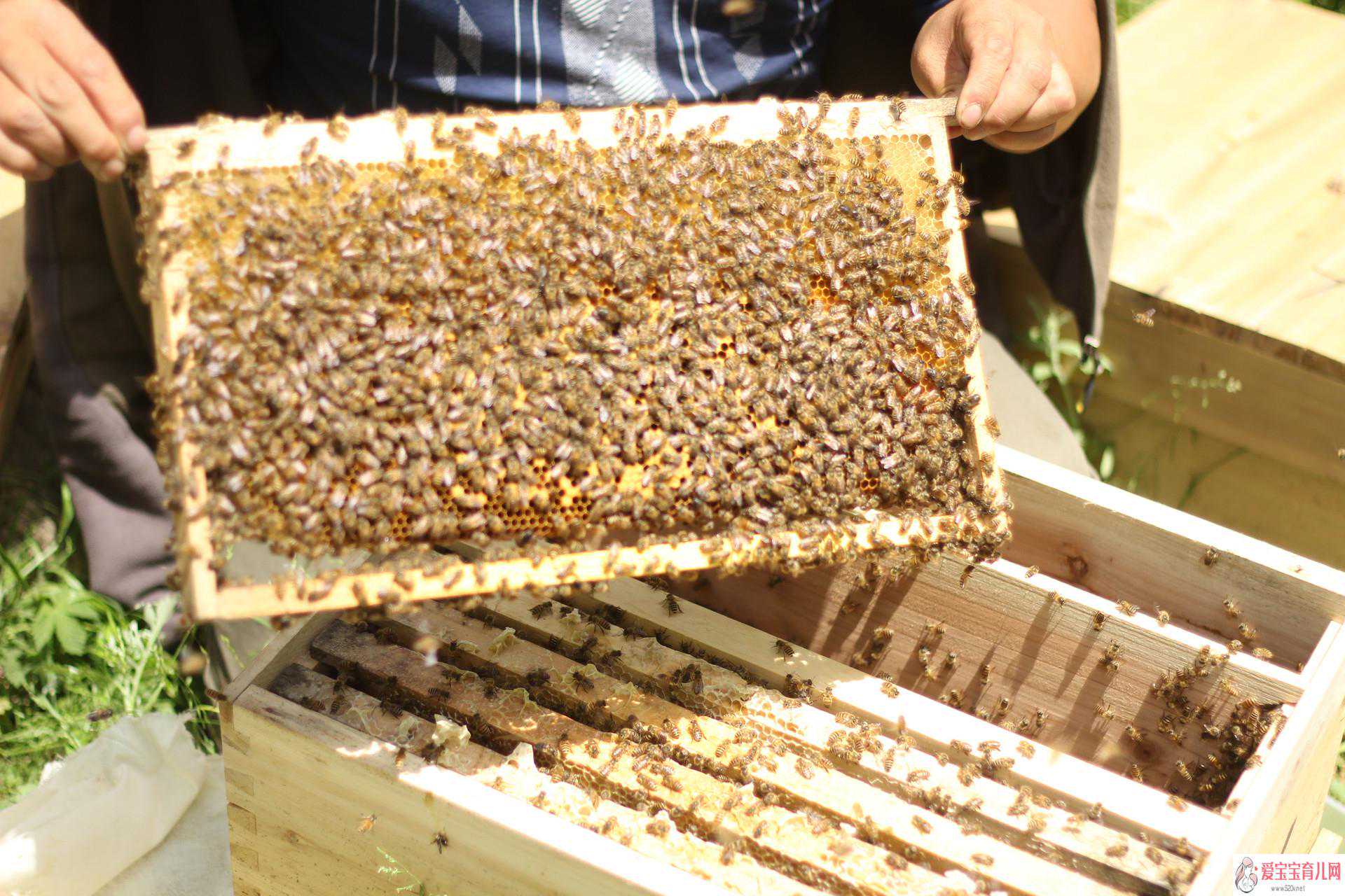 广州哪里可以借卵生子，蜂胶怎么吃好蜂胶的吃法与用量