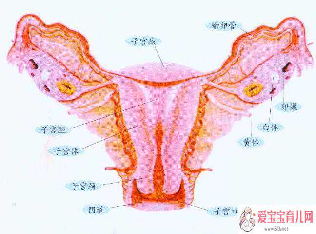 广州哪些医院可以供卵生孩子，宫寒会引起子宫萎缩吗