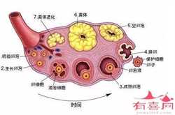 广州助孕生殖中心真假，中南健康试管助孕中心,广州试管助孕